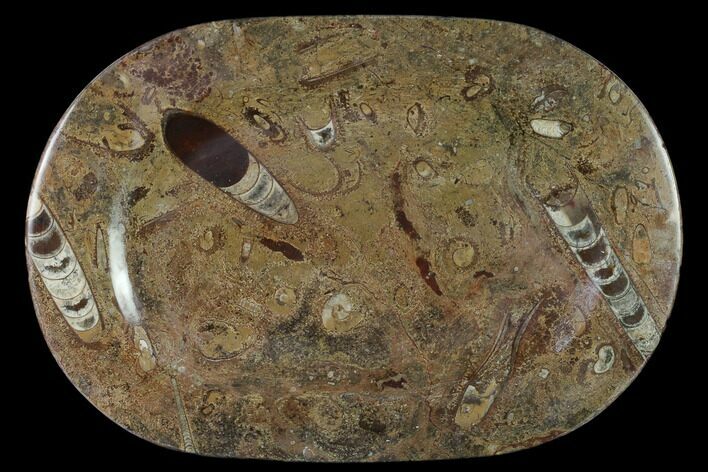 Fossil Orthoceras & Goniatite Oval Plate - Stoneware #140226